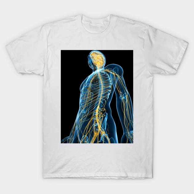 Human nervous system, artwork (F004/1384) T-Shirt by SciencePhoto